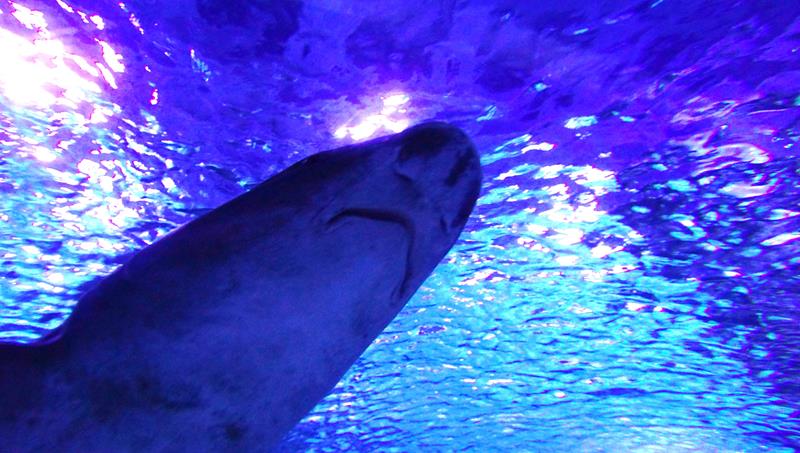 Hai Antalya Aquarium
